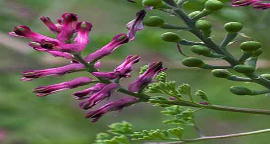 عوارض چای شاه تره ؛ ایا خوردن چای شاه تره برای بدن مضره
