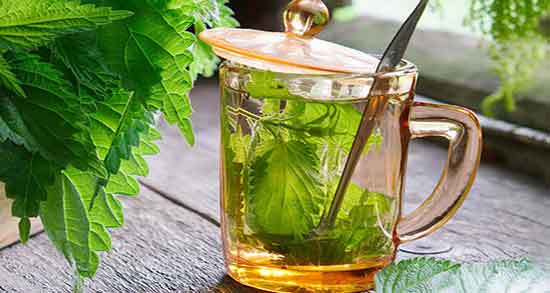عوارض چای گزنه ؛ ایا خوردن چای گزنه در دوران بارداری زنان مضره