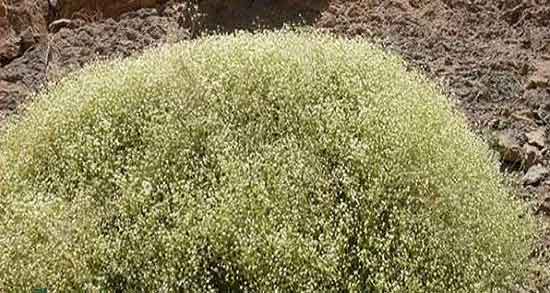 عوارض چوغان ؛ ایا مصرف چوغان برای عفونت رحم مضر است