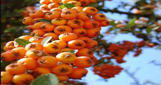 عوارض کیالک ؛ مضرات مصرف عرق کیالک برای کودکان چیست