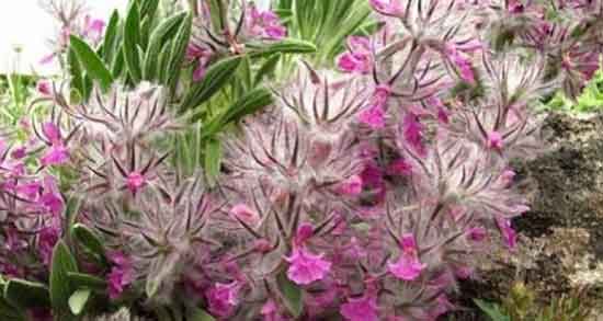 عوارض گل اروانه ؛ ایا مصرف گل اروانه برای اعصاب مضر است