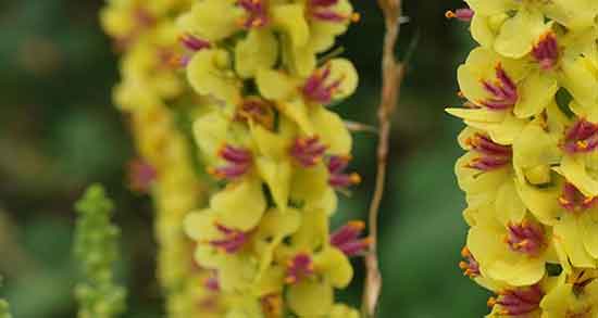 عوارض گل ماهور ؛ خواص و عوارض گل ماهور برای زنان باردار چیست