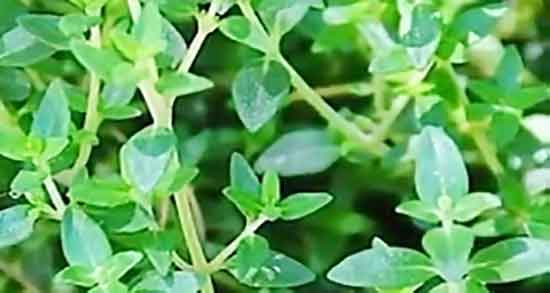 عکس آذربه ؛ شکل گیاه اذربه کوهی + تصویر اذربه در اینترنت