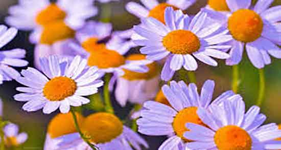 عکس بابونه کوهی ؛ شکل ظاهری بابونه در اینترنت + تصویر بابونه کوهی