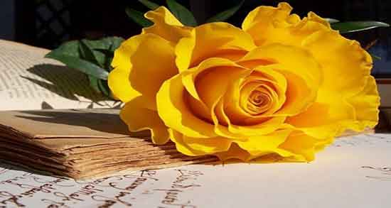 عکس گل زرد ؛ شکل گل زرد در اینترنت + تصویر گل زرد برای پس زمینه