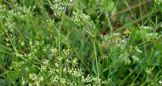 غازیاغی و پیسی ؛ درمان لک و پیس صورت با مصرف غازیاغی