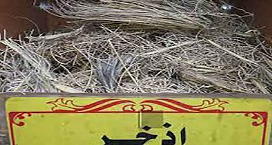فواید اذخر ؛ خاصیت خوردن اذخر و تباشیر از نظر طب سنتی چیست