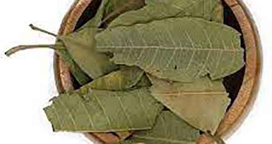 فواید برگ انبه ؛ خواص مصرف برگ انبه برای لاغری شکم و پهلو