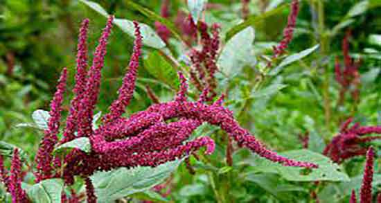 فواید تاج خروس ؛ خواص مصرف تاج خروس برای گرفتگی صدای کودکان