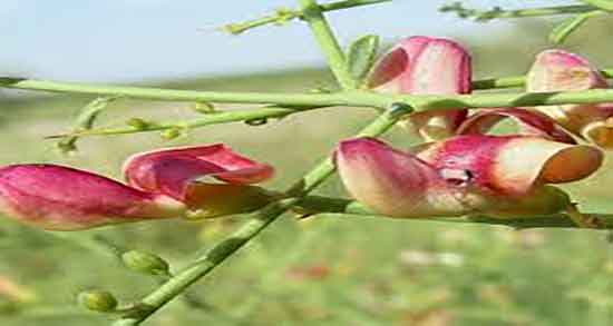 فواید خارشتر و خارخاسک ؛ خواص مصرف عرق خارشتر برای عفونت واژن