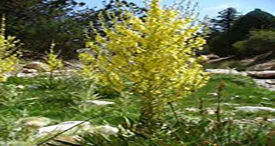 فواید خرگوشک برای ریش ؛ خاصیت مصرف خرگوشک برای تقویت ریش و مو