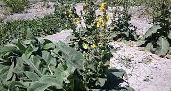 فواید خرگوشک برای مژه ؛ خاصیت مصرف خرگوشک برای تقویت مژه و ابرو