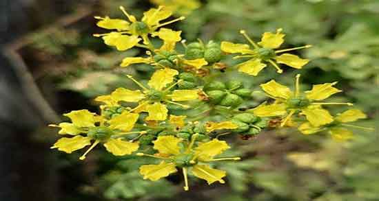 فواید داروی گیاهی سداب ؛ خواص روغن گیاهی سداب برای عفونت گوش