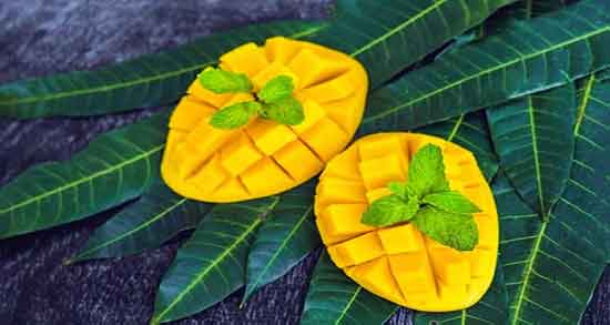 فواید درخت برگ انبه ؛ خاصیت مصرف درخت برگ انبه برای چربی سوزی