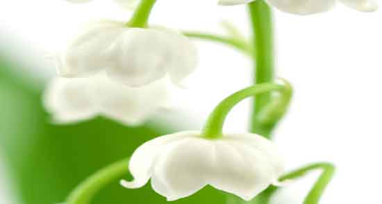 فواید زنبق وحشی ؛ خاصیت مصرف زنبق وحشی برای کنترل قند خون