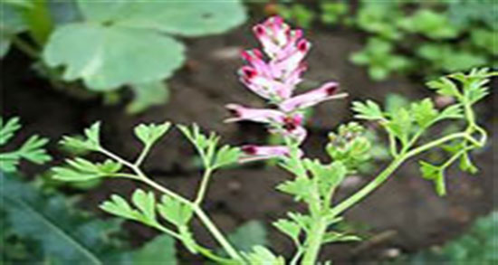 فواید شاتره و کاسنی ؛ خاصیت مصرف شاتره و کاسنی برای زردی نوزادان