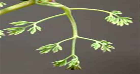 فواید شاه تره برای مو ؛ مصرف شاه تره برای جلوگیری از ریزش موی سر
