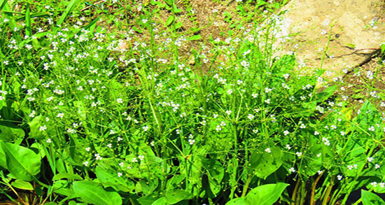 فواید غازیاغی در طب سنتی ؛ خاصیت مصرف غازیاغی از نظر طب سنتی