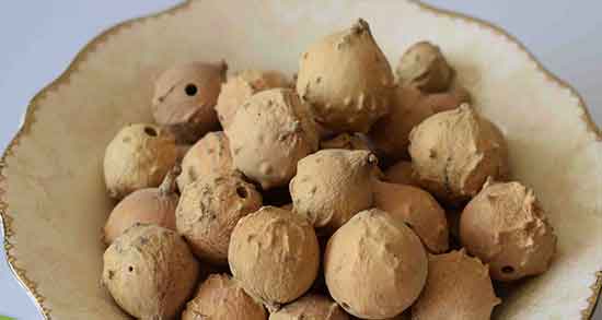 فواید مازو برای دندان ؛ ایا مصرف مازو عفونت دندان را سه سوته درمان میکند