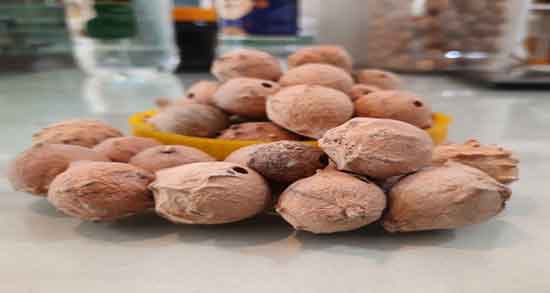 فواید مازو برای پوست ؛ خواص مصرف روغن مازو برای پوست صورت و بدن