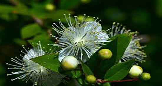 فواید مورد برای پوست ؛ ایا ماسک مورد برای التهابات پوستی مفید است فواید مورد برای پوست ؛ ایا ماسک مورد برای التهابات پوستی مفید است