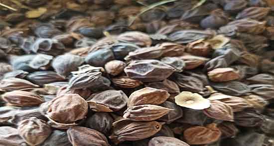 فواید میوه سپستان ؛ خاصیت میوه سپستان برای درمان سنگ کلیه