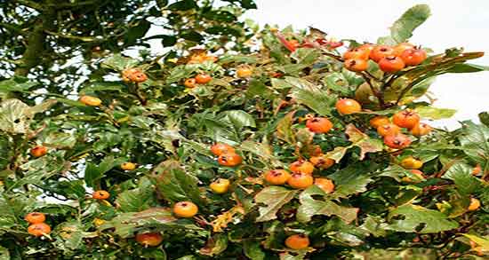 فواید میوه کیالک ؛ خاصیت مصرف میوه کیالک برای درمان قند خون