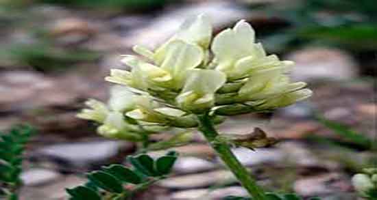 فواید ناخنک در طب سنتی ؛ خاصیت استفاده از ناخنک از نظر طب سنتی