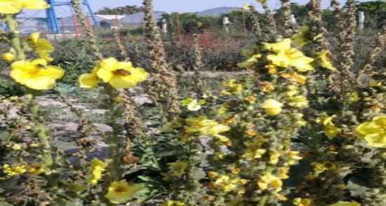 فواید و مضرات گل ماهور ؛ خاصیت و عوارض مصرف گل ماهور برای بدن چیه