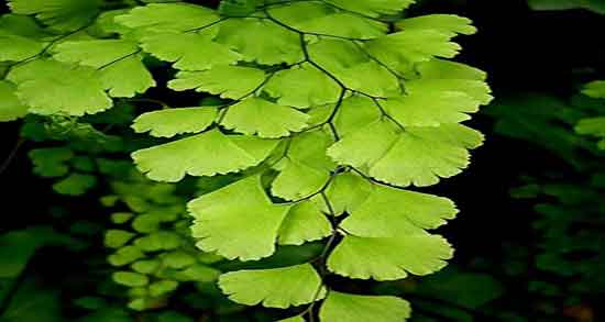 فواید پرسیاوشان چیست ؛ خاصیت خوردن پرسیاوشان برای سرماخوردگی