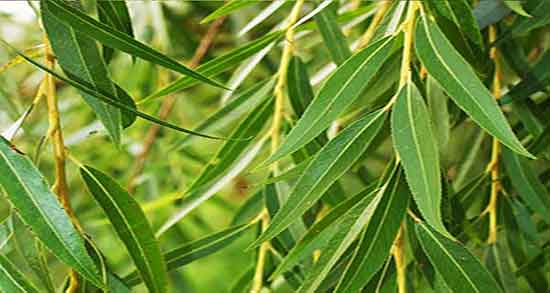 فواید پوست بید ؛ خواص استفاده از پوست بید از نظر طب سنتی