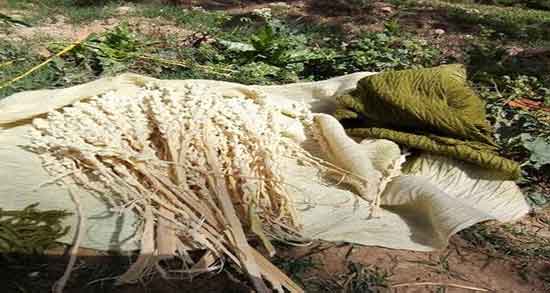 فواید گرده نخل برای بارداری ؛ ایا خوردن گرده نخل برای حاملگی زنان مفیده فواید گرده نخل برای بارداری ؛ ایا خوردن گرده نخل برای حاملگی زنان مفیده