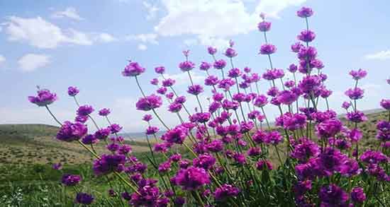فواید گل اروانه ؛ خواص مصرف گل اروانه برای عفونت رحم زنان