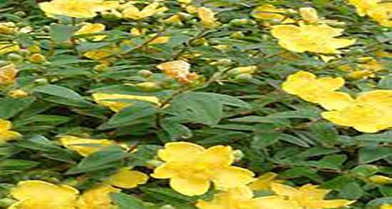 فواید گل راعی چیست ؛ خاصیت مصرف گل راعی برای درمان کبد چرب