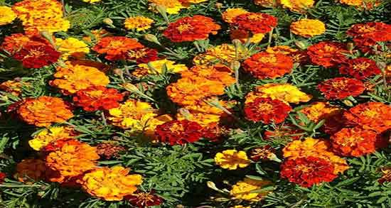 فواید گل همیشه بهار برای مو ؛ خاصیت عصاره گل همیشه بهار برای مو