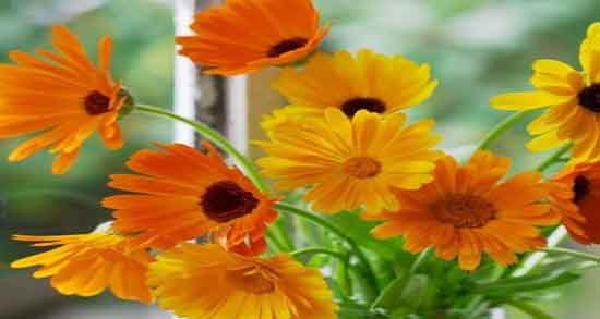 فواید گل همیشه بهار برای پوست ؛ خواص گل همیشه بهار برای پوست بدن