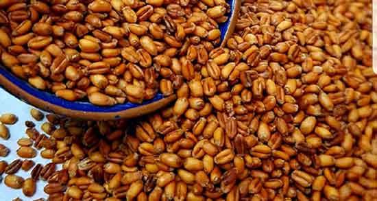 فواید گندمک شیرین ؛ خواص مصرف گندمک شیرین در بارداری زنان