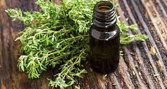 فواید گیاه سیم اوتی ؛ خواص مصرف گیاه سیم اوتی برای درمان سینوزیت
