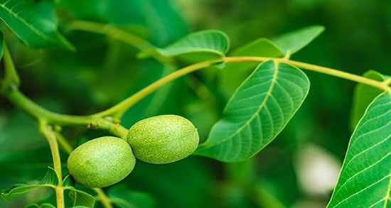 قیمت عرق برگ گردو ؛ قیمت عرق برگ درخت گردو در عطاری چقدره