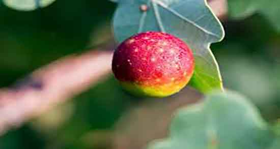 مازو برای چشم زخم ؛ ایا استفاده از مازو برای جلوگیری از چشم زخم مفیده