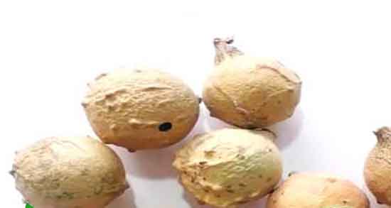 مازو در طب سنتی چیست ؛ فواید مصرف مازو از نظر طب سنتی چیست