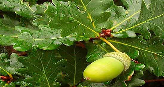 مازو و حنا ؛ ایا استفاده از مازو و حنا برای تقویت ریشه موی سر مفید است
