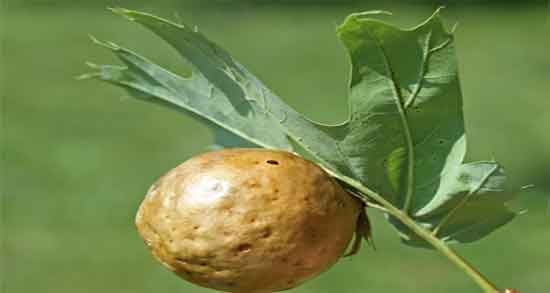 مازو چیست ؛ فواید مصرف مازو چیست و چگونه برای بدن استفاده میشود