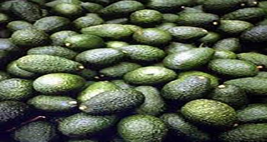 ماسک آووکادو برای مو ؛ فواید مصرف ماسک آووکادو برای تقویت ریشه مو