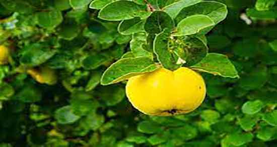 ماسک به دانه و گلاب ؛ فواید مصرف ماسک به دانه و گلاب برای جای جوش