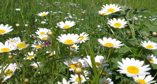 مسهل بابونه و درمان بیماری های گوارشی با مصرف بابونه مسهل بابونه ؛ درمان بیماری های گوارشی با مصرف بابونه