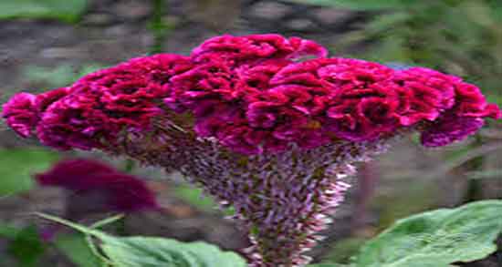 مصرف تاج خروس در بارداری و خوردن گیاه تاج خروس در دوران بارداری زنان مصرف تاج خروس در بارداری ؛ خوردن گیاه تاج خروس در دوران بارداری زنان