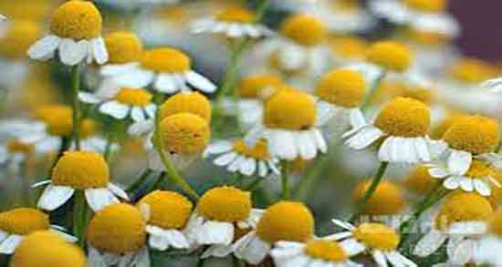 مصرف عرق بابونه در بارداری ؛ خاصیت خوردن عرق بابونه برای جنین زمصرف عرق بابونه در بارداری ؛ خاصیت خوردن عرق بابونه برای جنین زنان حاملهنان حامله