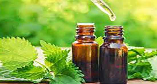 مصرف مداوم گزنه ؛ طریقه مصرف مداوم دمنوش گزنه برای دیابت