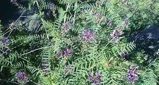 مصرف گل اروانه در بارداری ؛ فواید مصرف گل اروانه در دوران حاملگی زنان